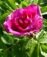 roseraie